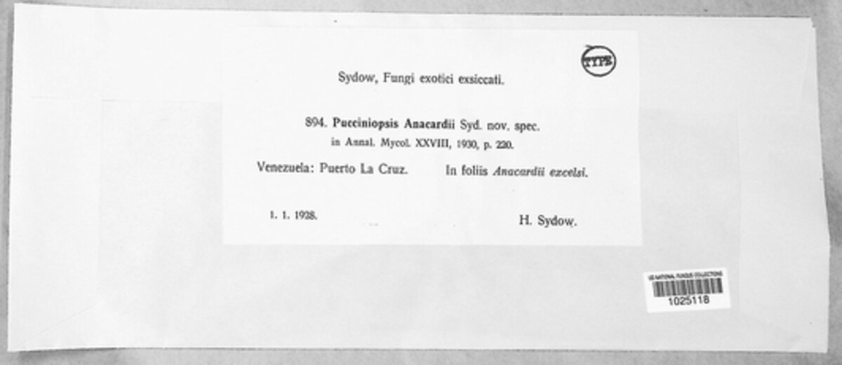 Stigmina anacardii image